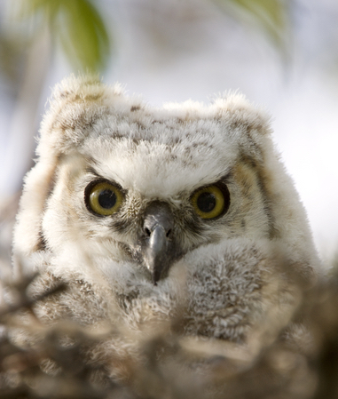 owlet